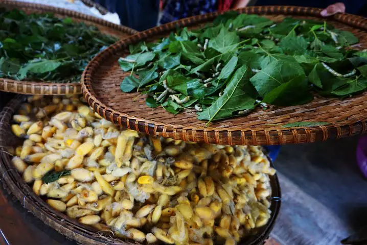 Silkworms in a handwoven basket.