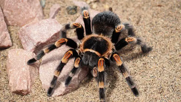 A tarantula walking on the desert sand.